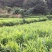 小黄姜，原产地！单个6两～2斤，欢迎各位老板前来咨询！