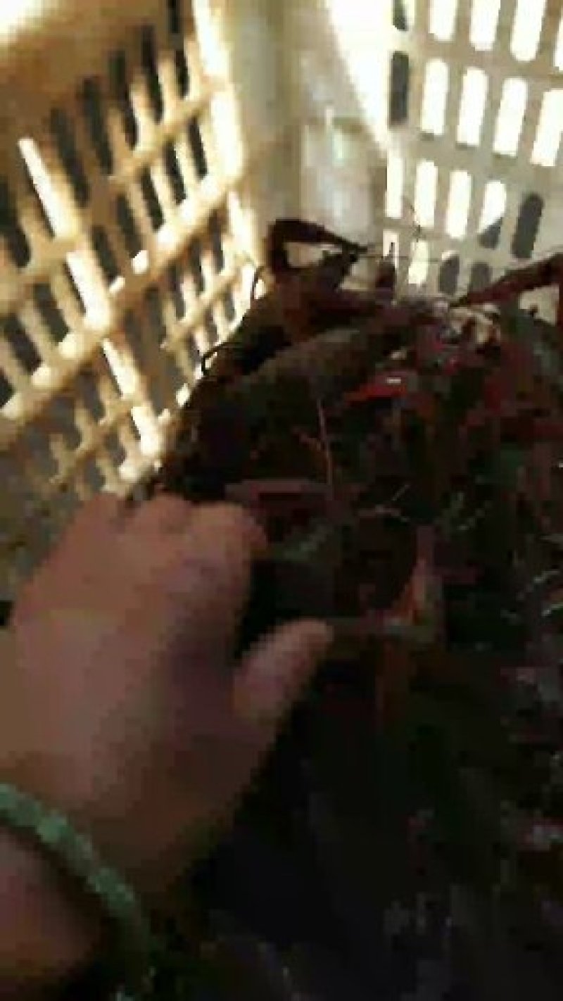 龙虾
