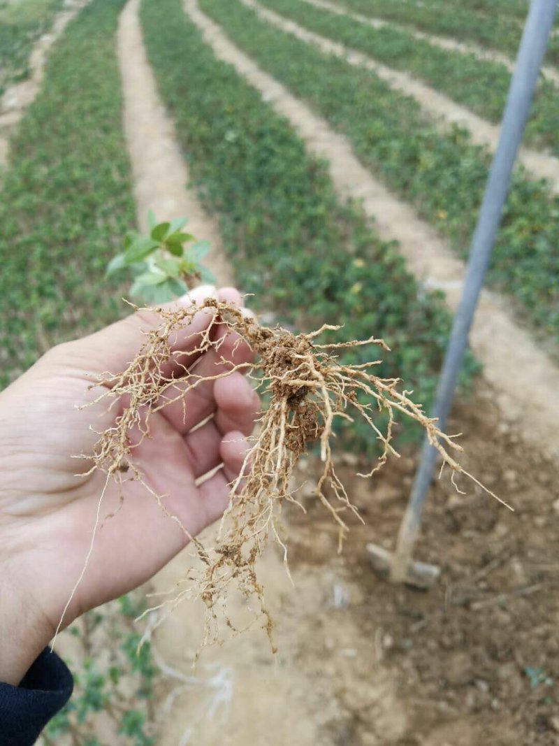 金银花苗一年苗