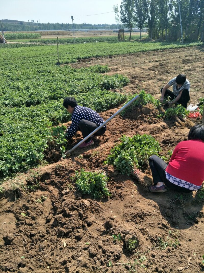 金银花苗一年苗