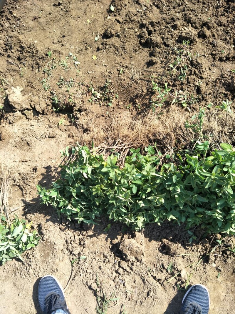 金银花苗一年苗