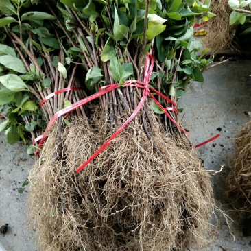 金银花苗一年苗