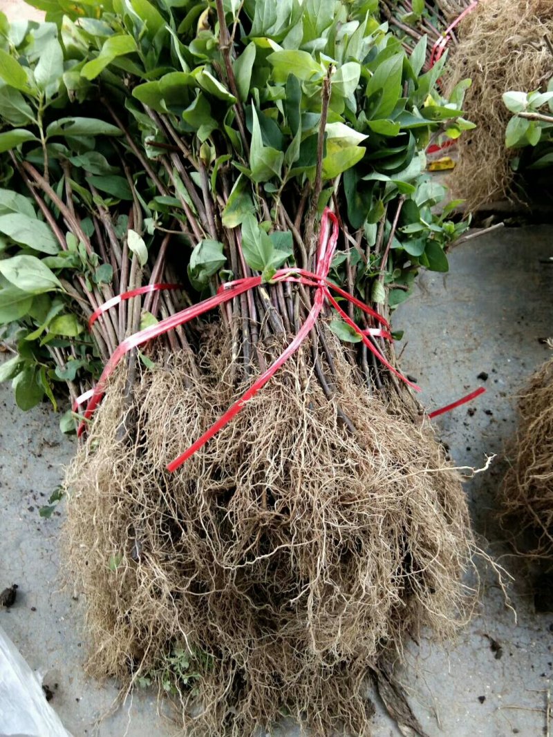 金银花苗一年苗