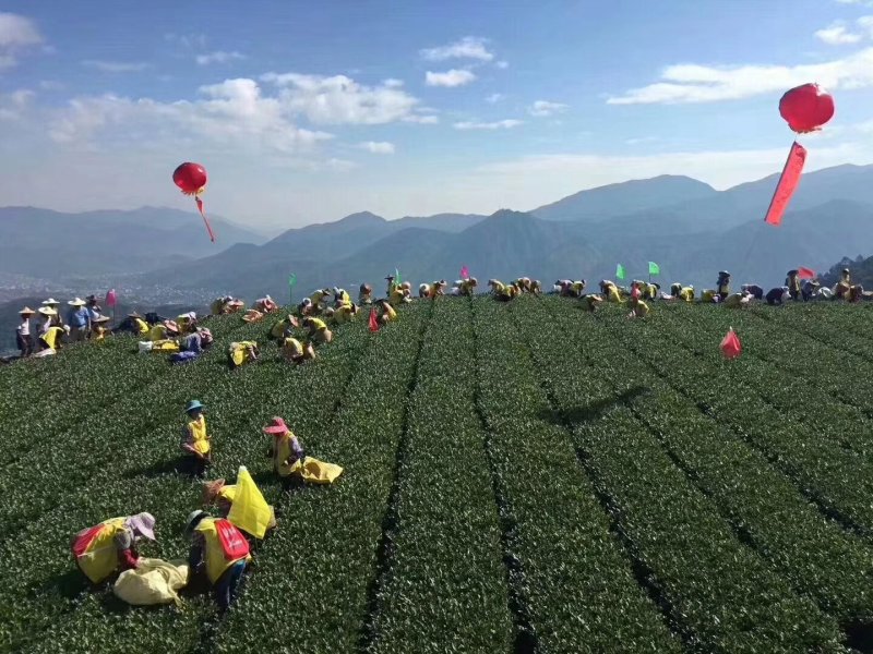观音茶特级
