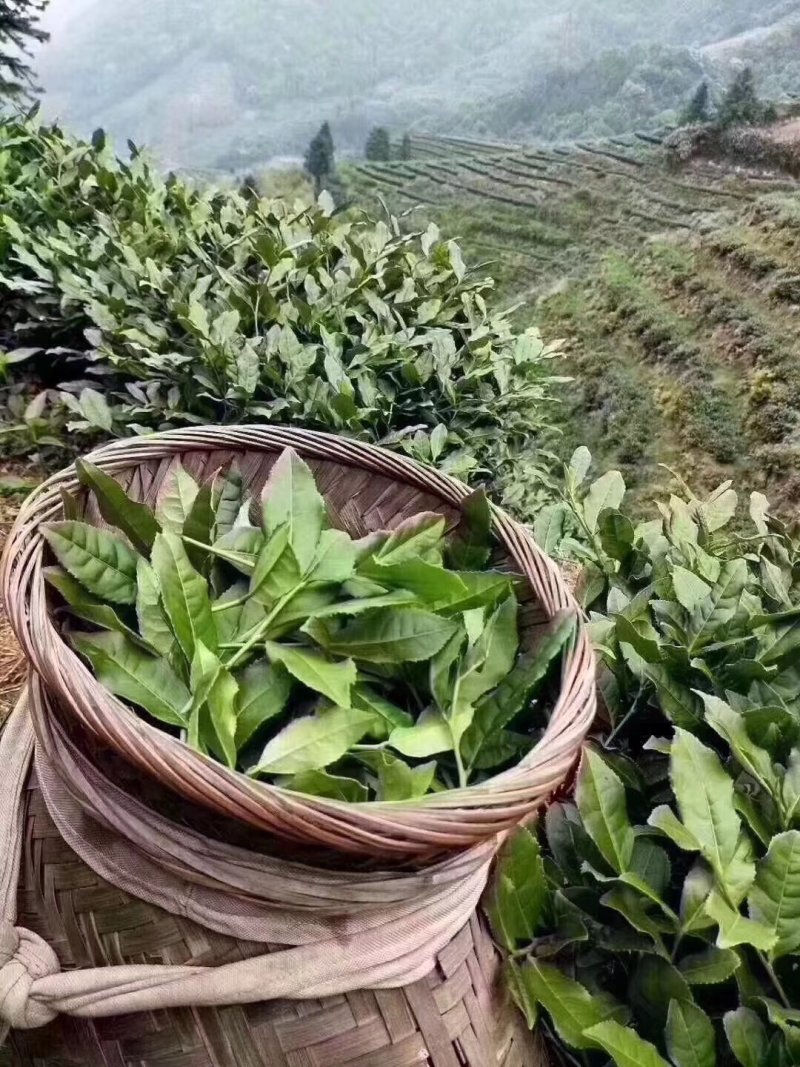观音茶特级