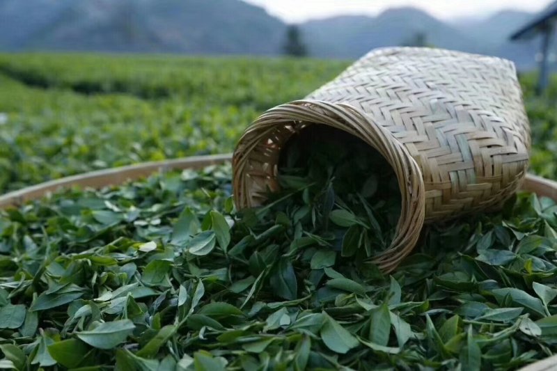 观音茶特级