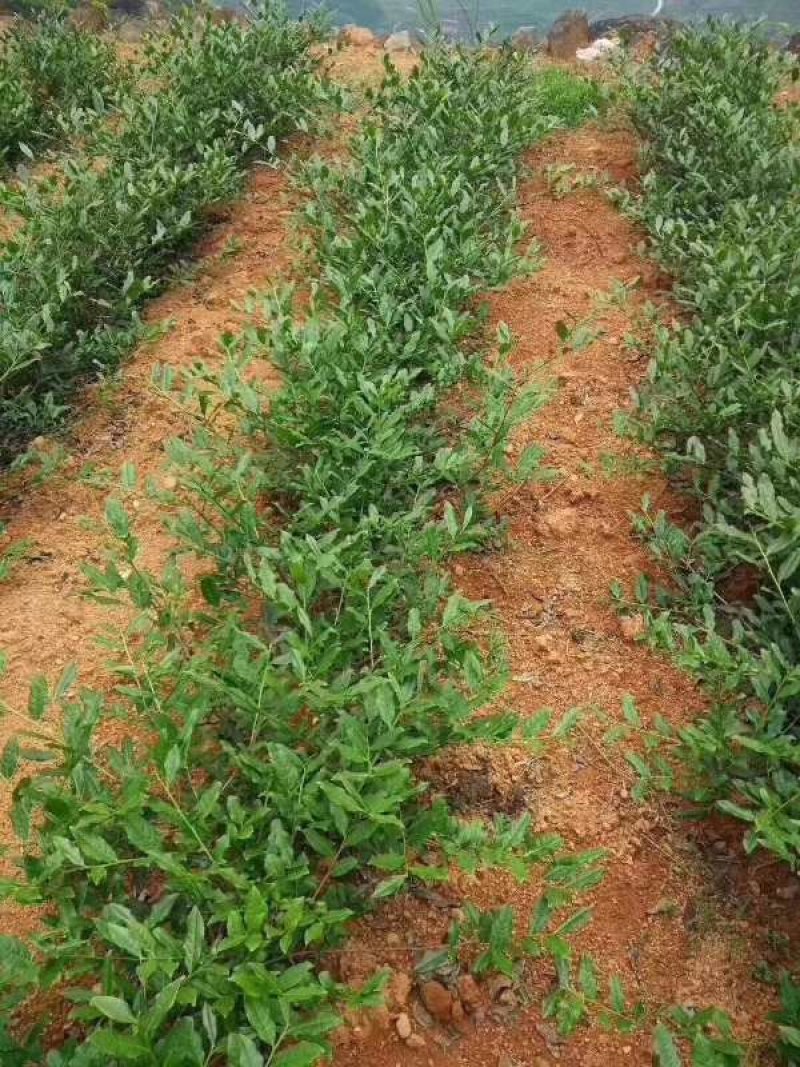 观音茶特级