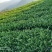 观音茶特级