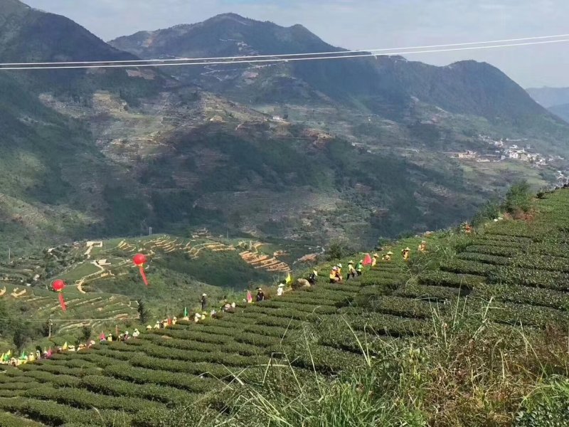 观音茶特级