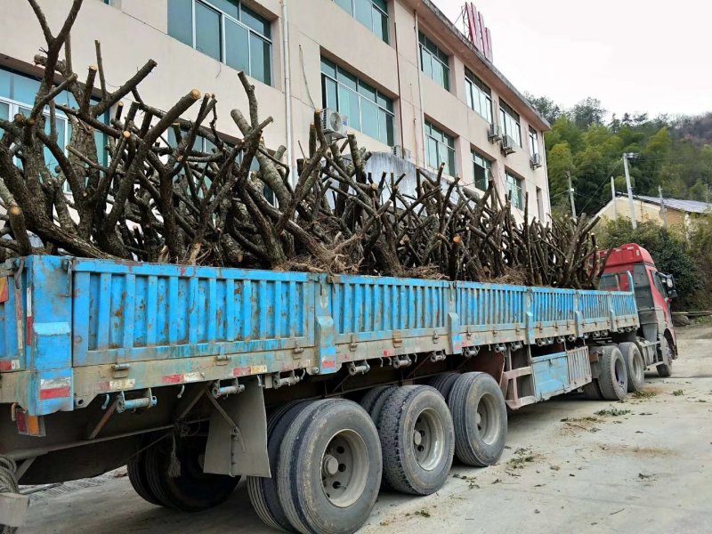 大量供应10一30公分青梅树桩。
