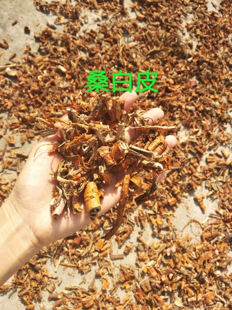 桑白皮
