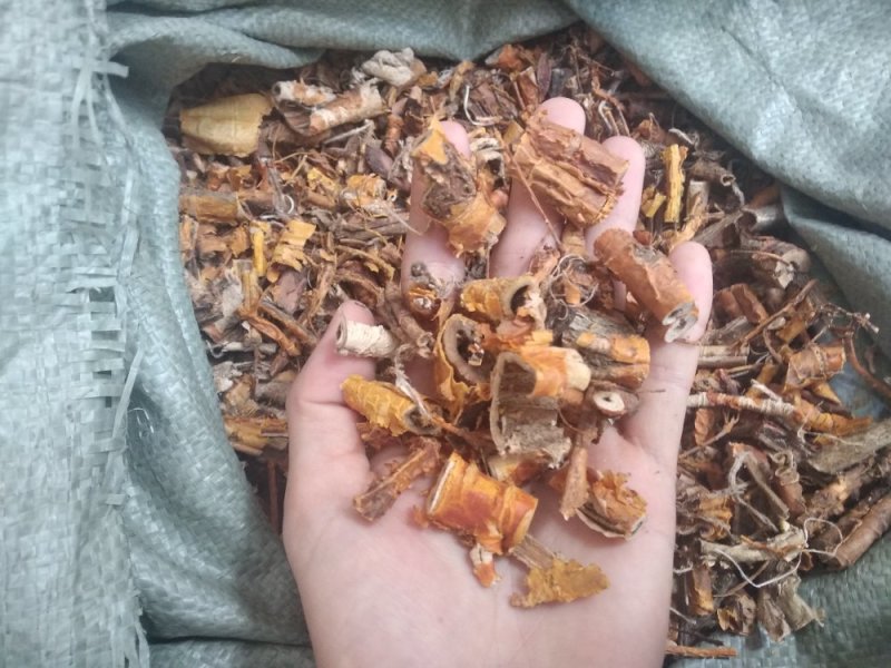 桑白皮