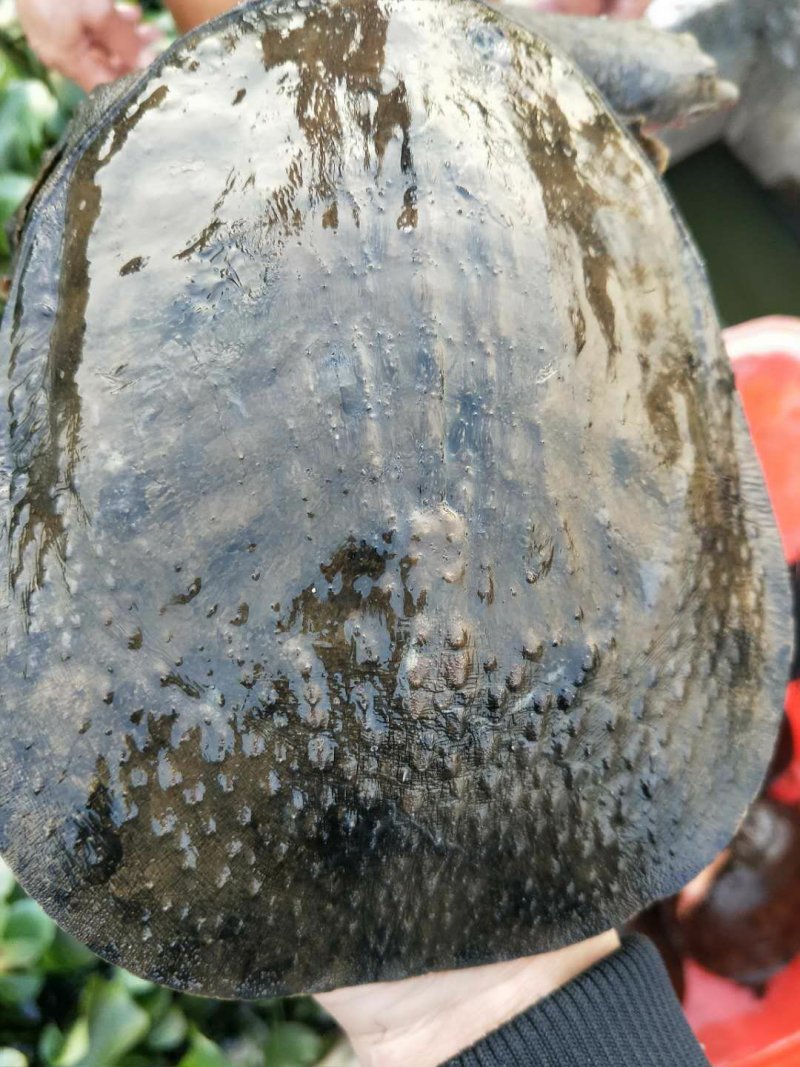 生态甲鱼