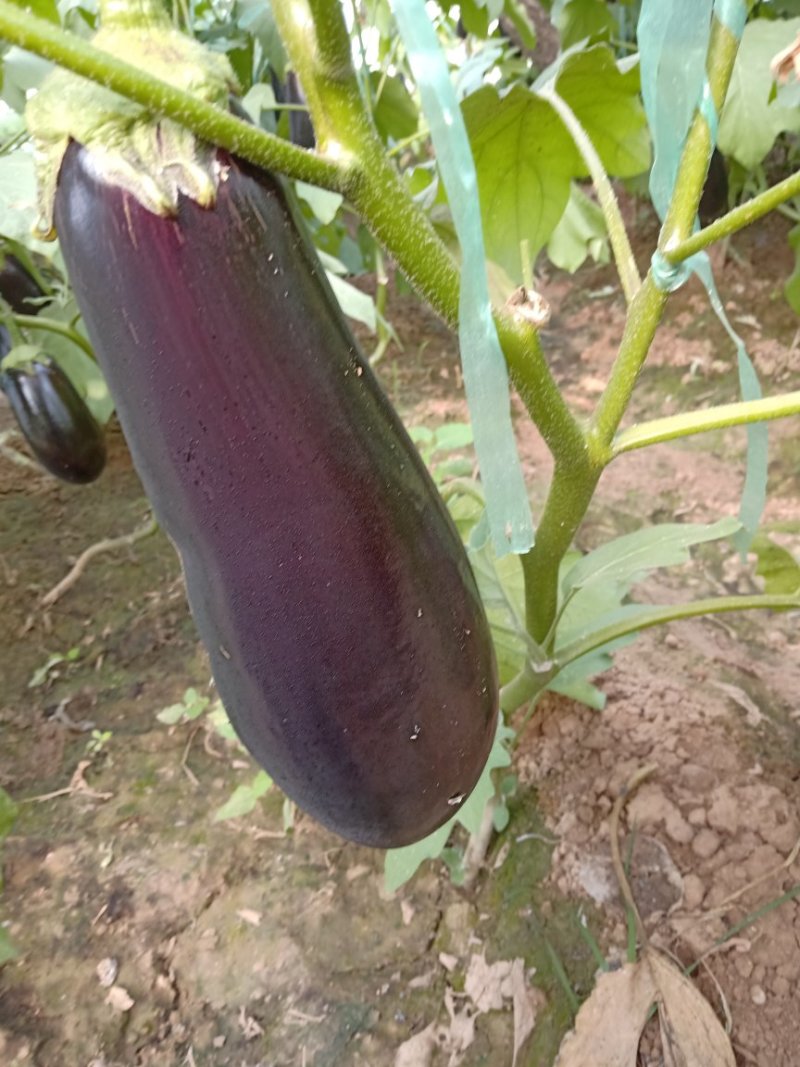 茄王