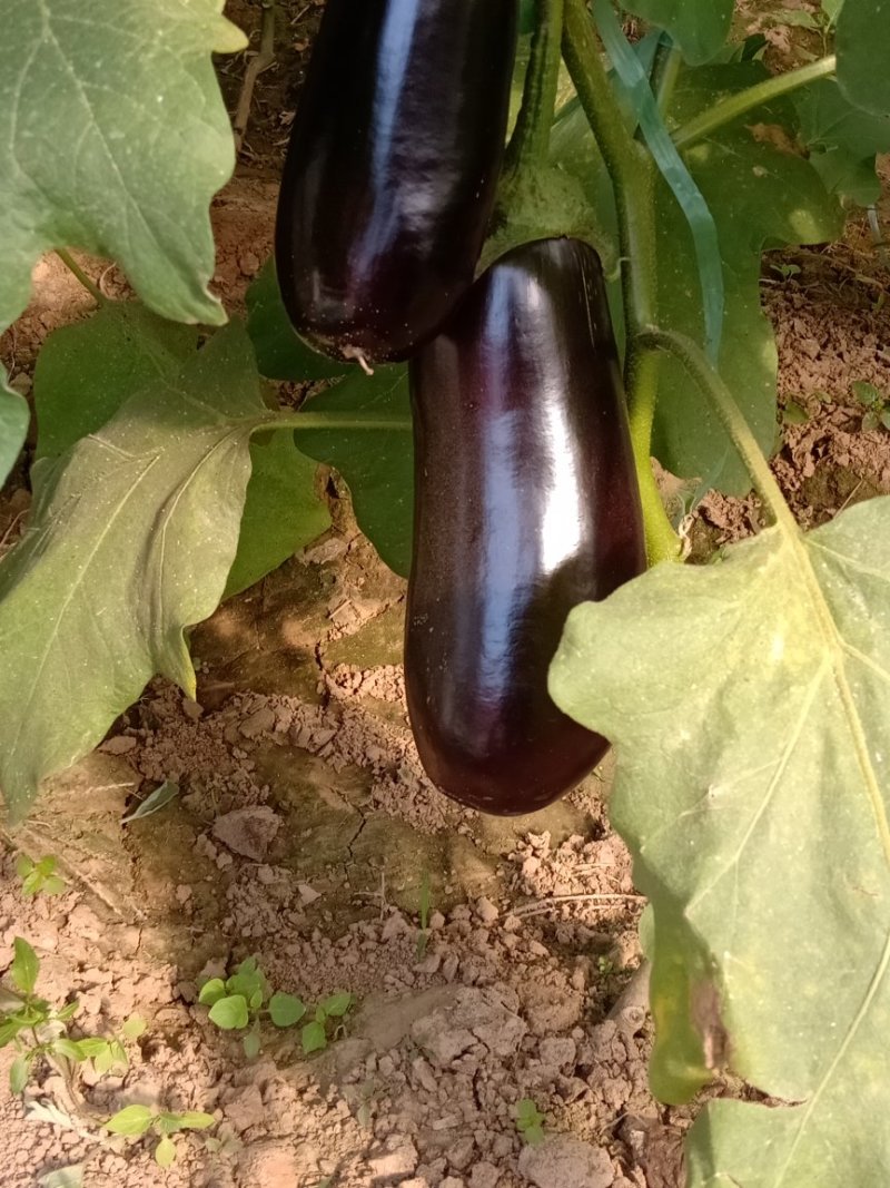 茄王