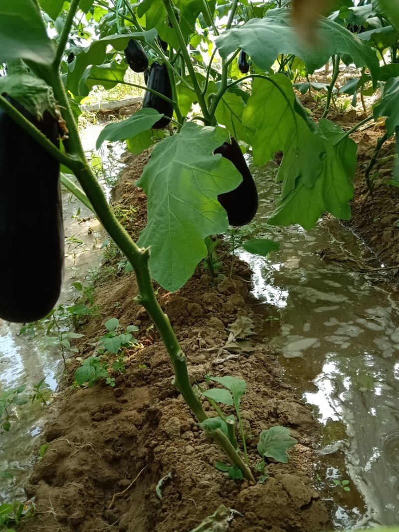 茄王