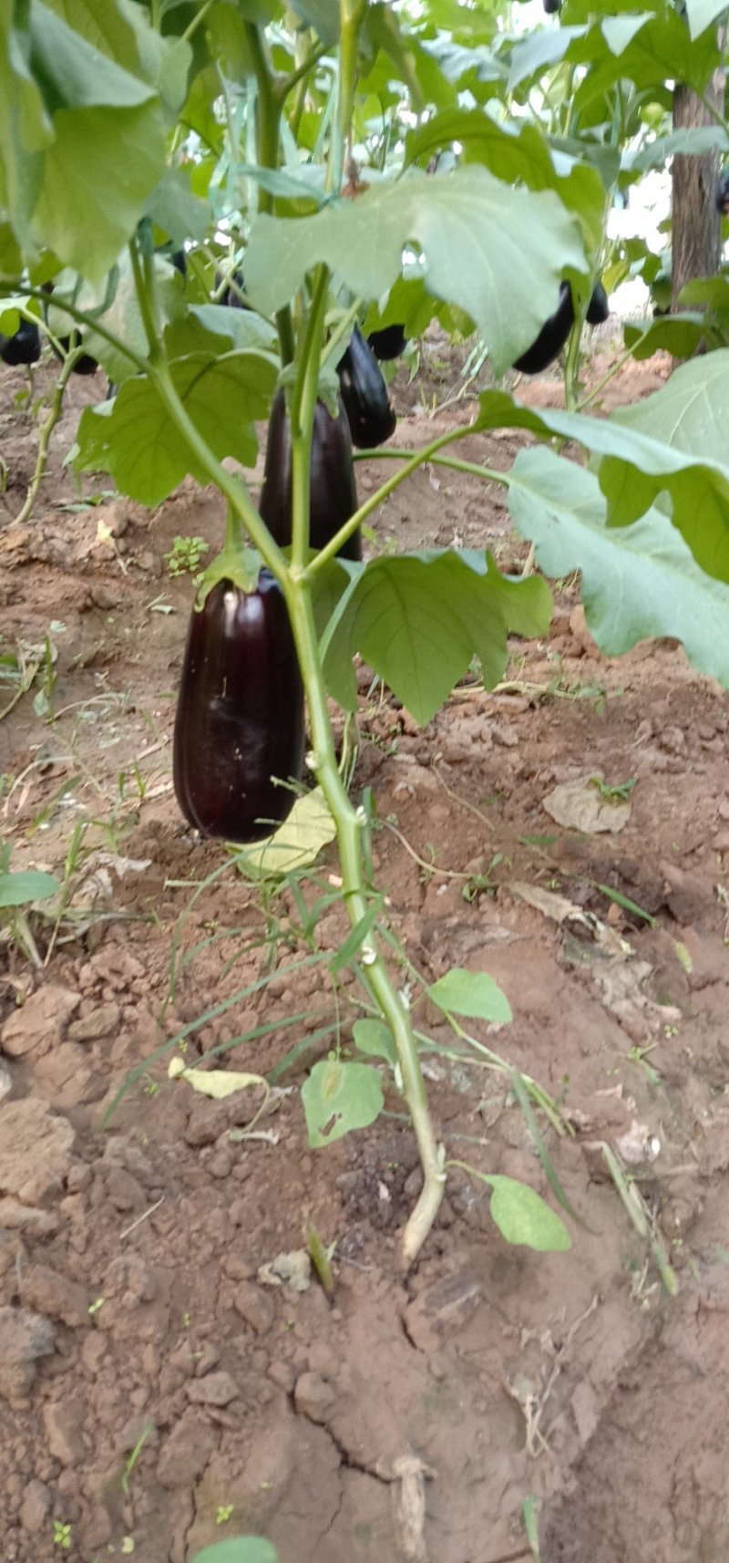 茄王