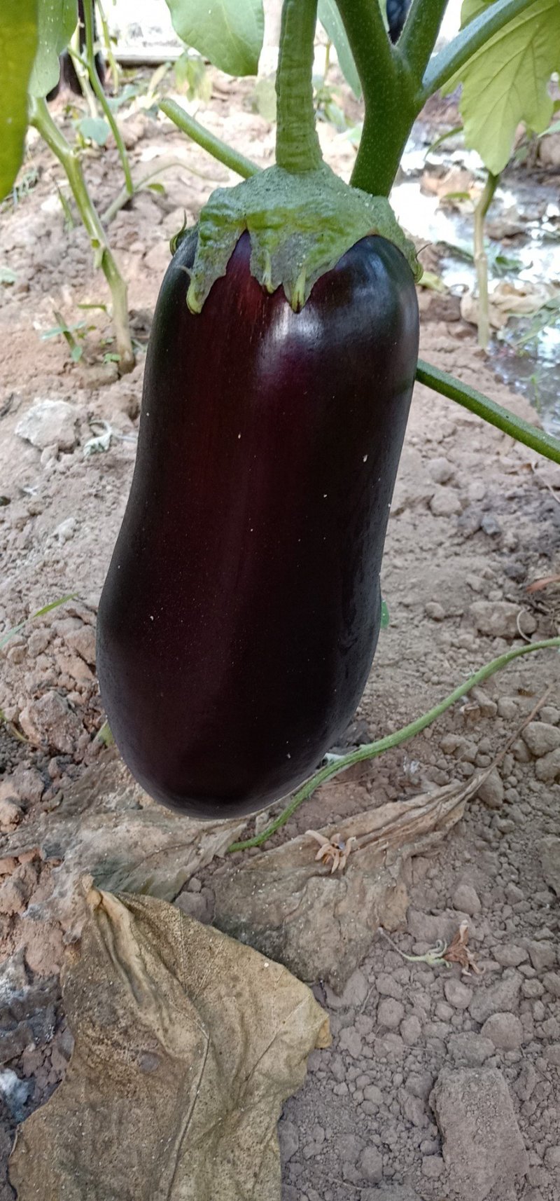 茄王