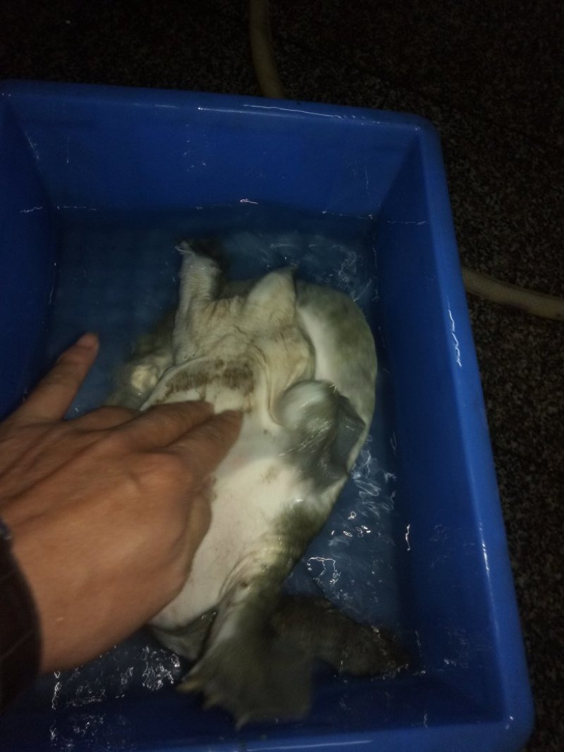 野生甲鱼