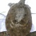 仿野生黑花甲鱼