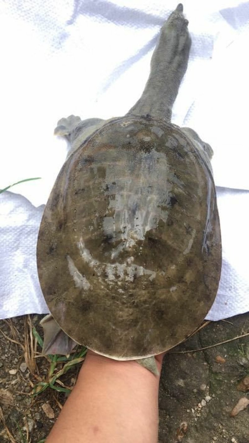 仿野生黑花甲鱼