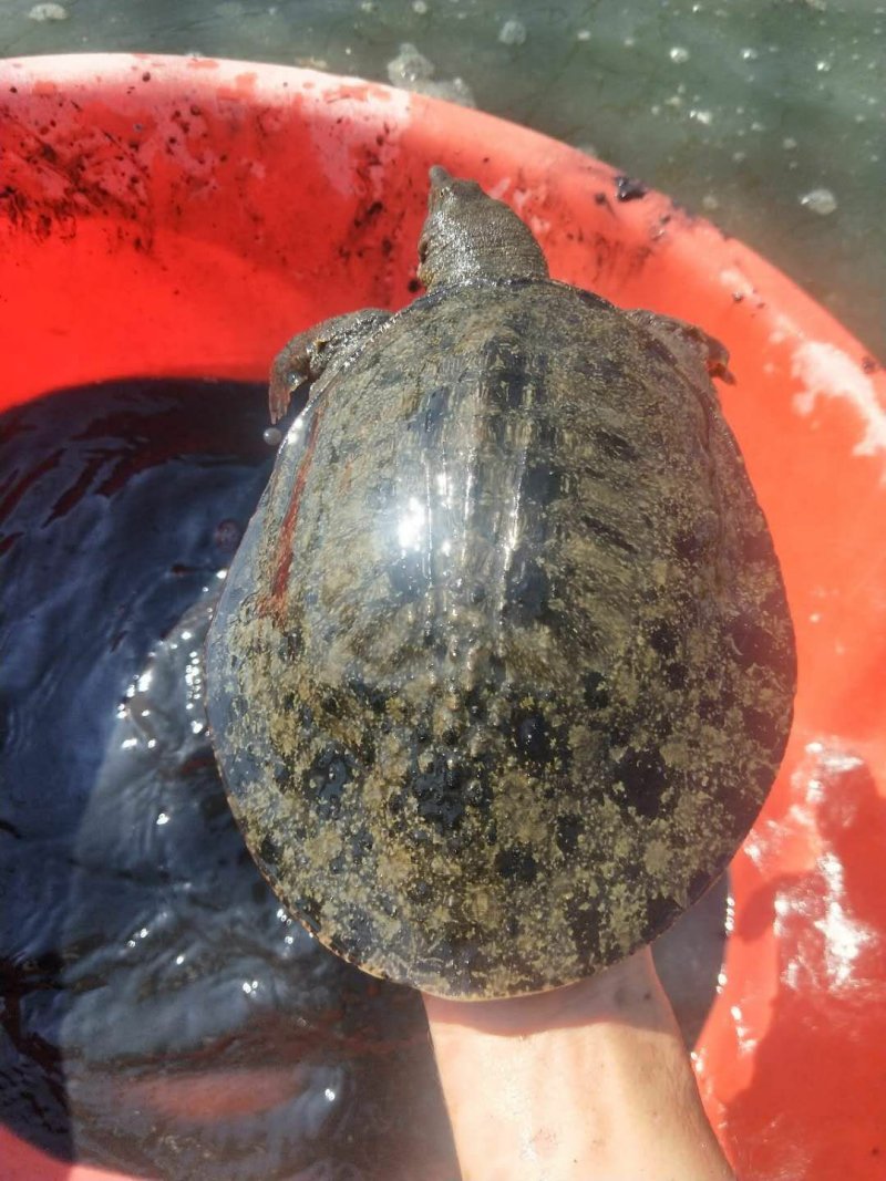 仿野生黑花甲鱼