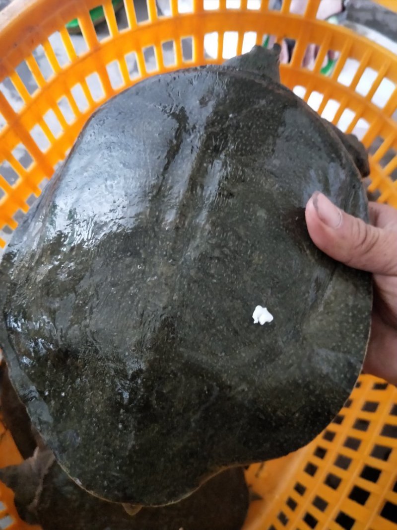 水库野生甲鱼