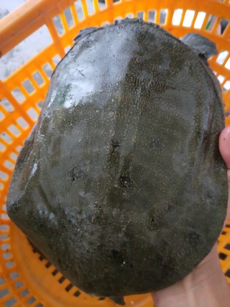水库野生甲鱼