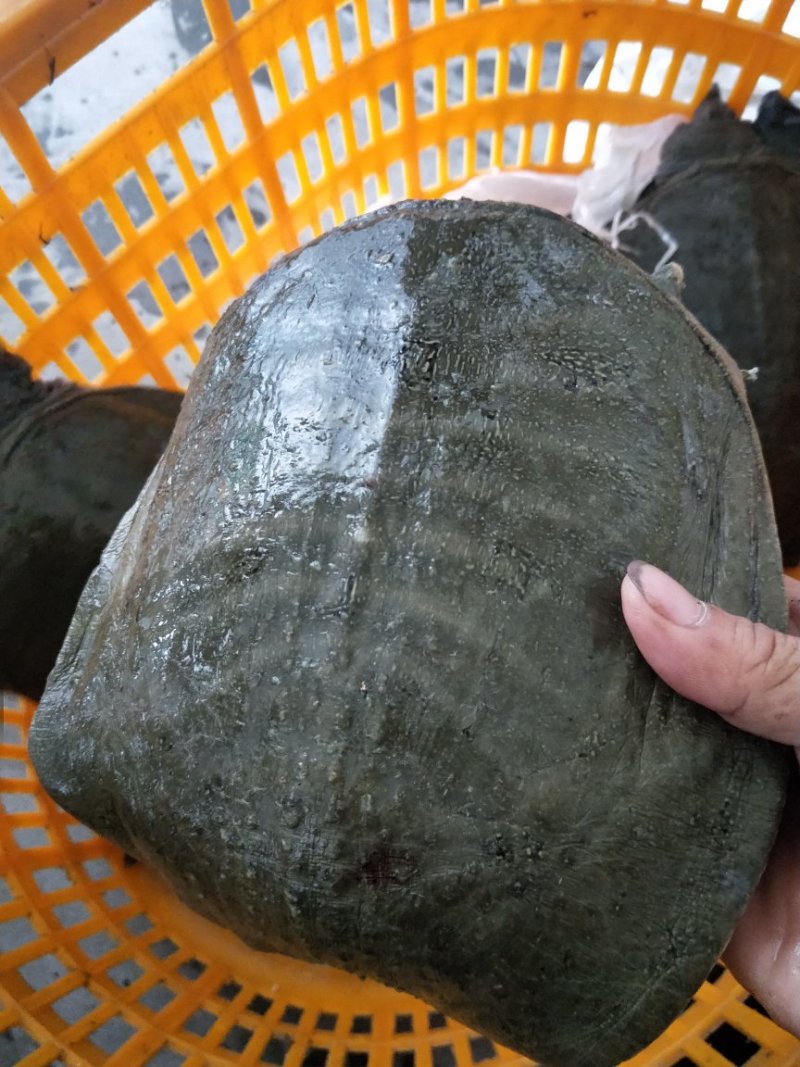 水库野生甲鱼