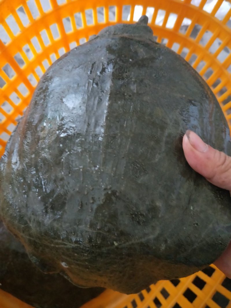 水库野生甲鱼