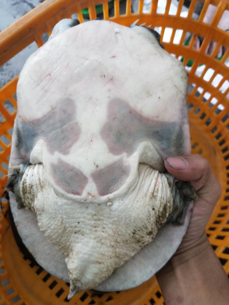 水库野生甲鱼