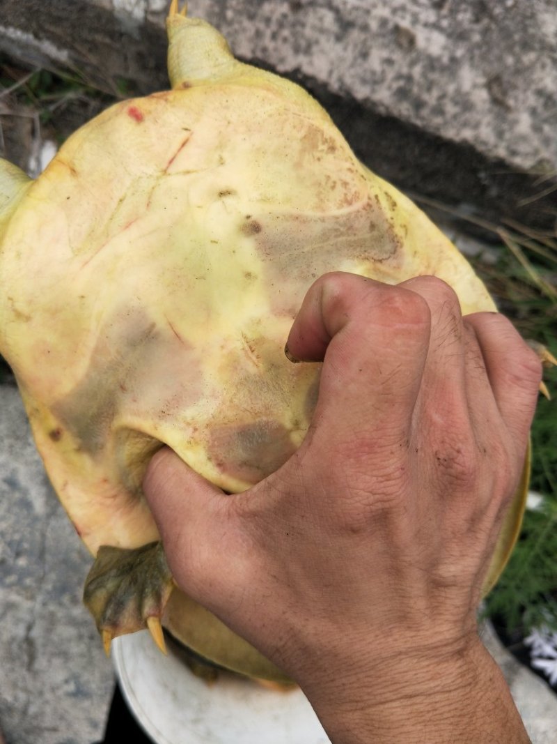 黄金甲鱼