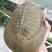 黄金甲鱼