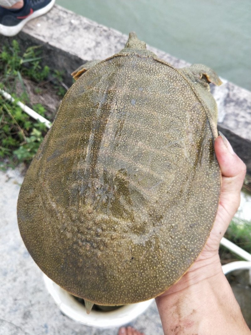 黄金甲鱼