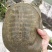 黄金甲鱼