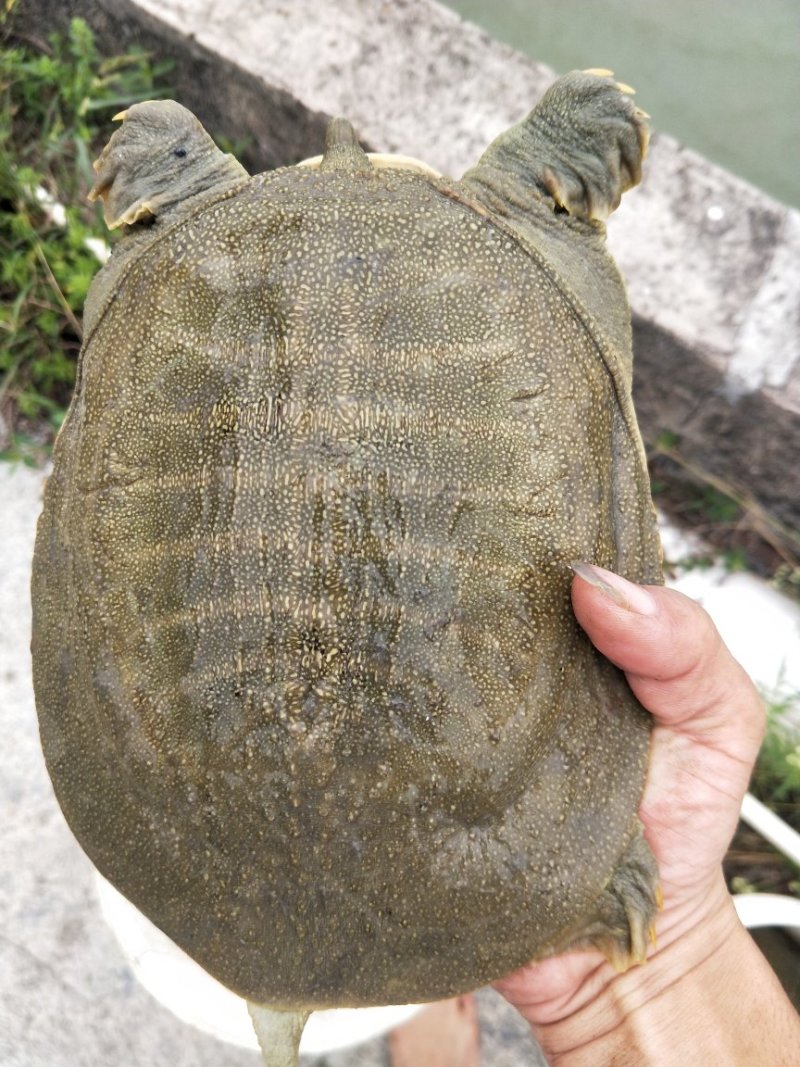 黄金甲鱼