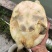 黄金甲鱼