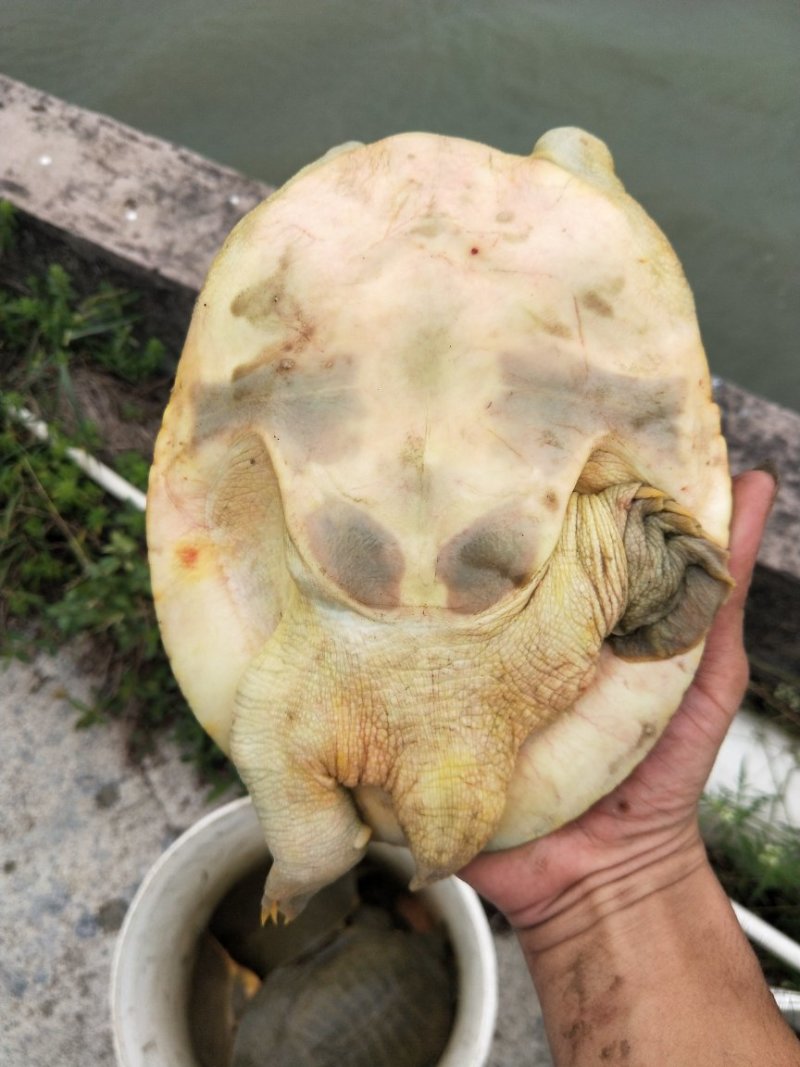 黄金甲鱼