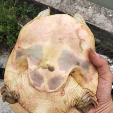 黄金甲鱼
