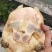 黄金甲鱼