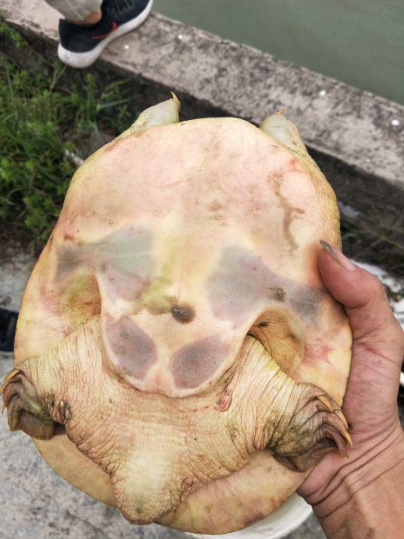 黄金甲鱼