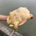 黄金甲鱼