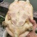 黄金甲鱼