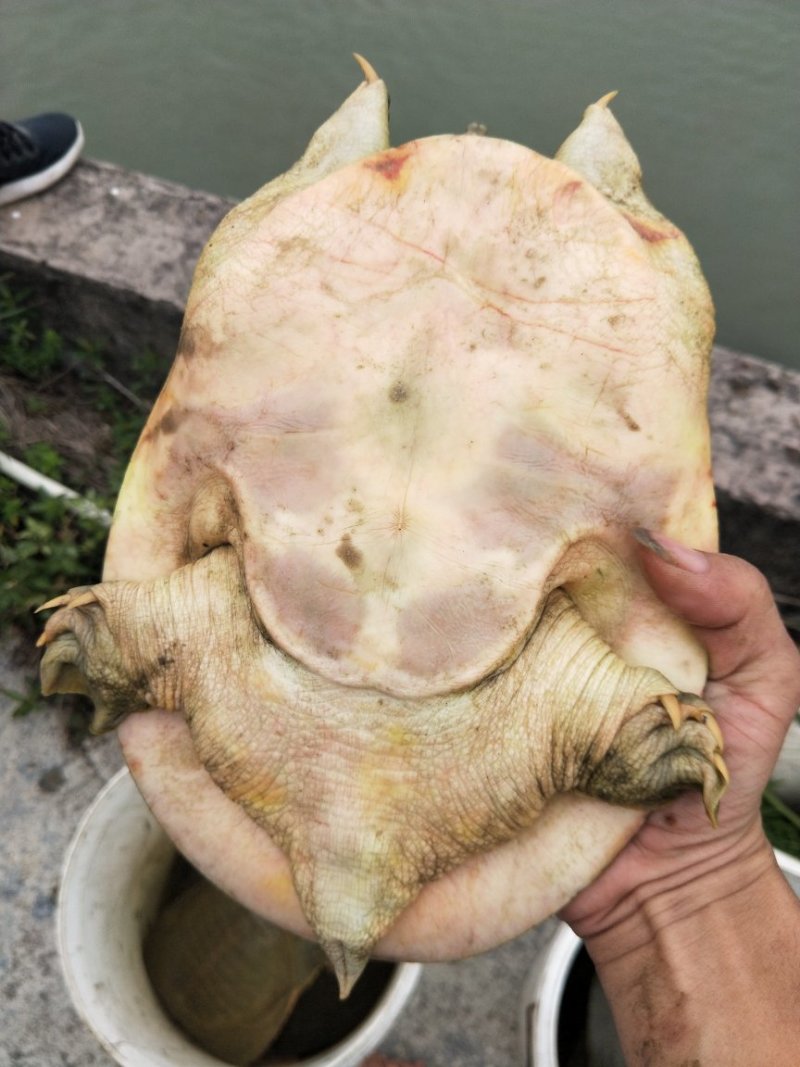 黄金甲鱼
