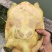 黄金甲鱼
