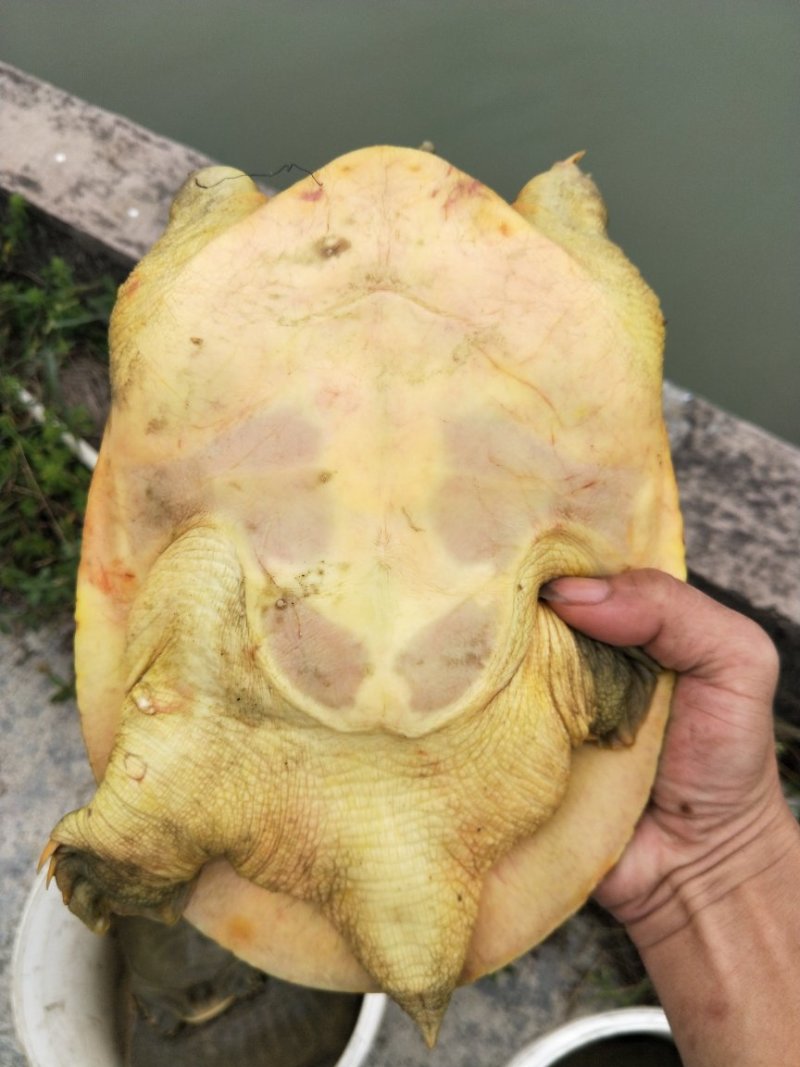 黄金甲鱼