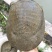 黄金甲鱼