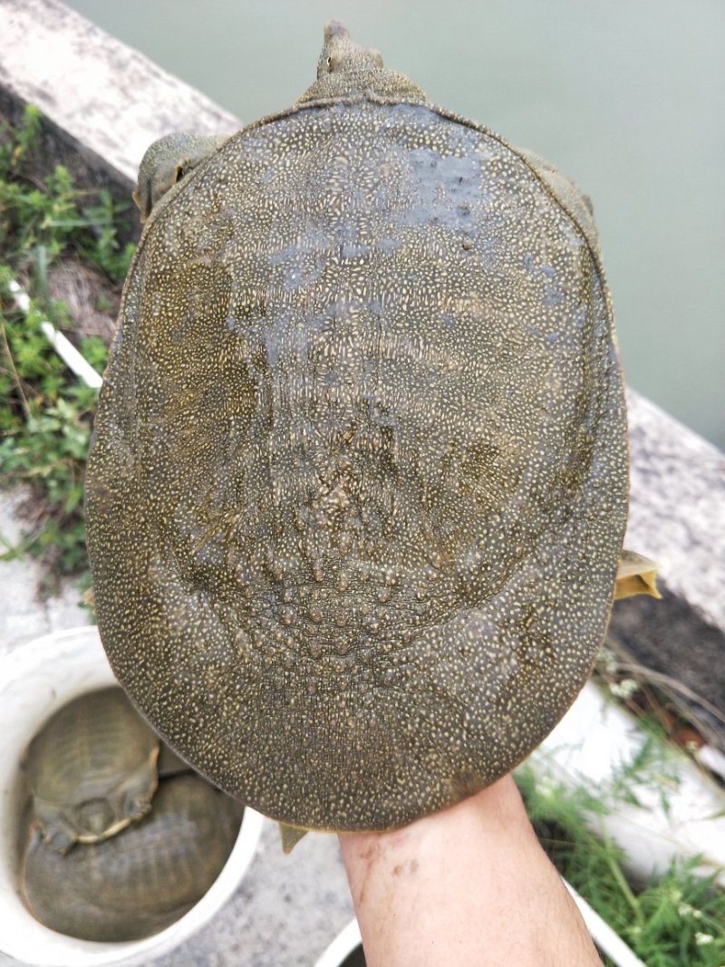黄金甲鱼