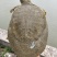 黄金甲鱼