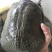 10年台湾鳖